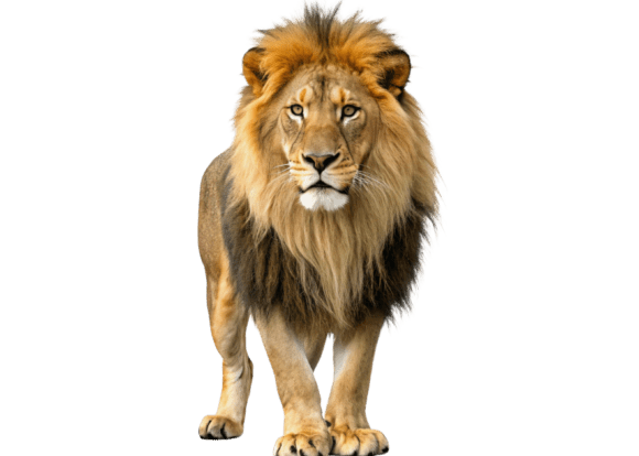 Download Lion Isolated on a Transparent - Lion Collection